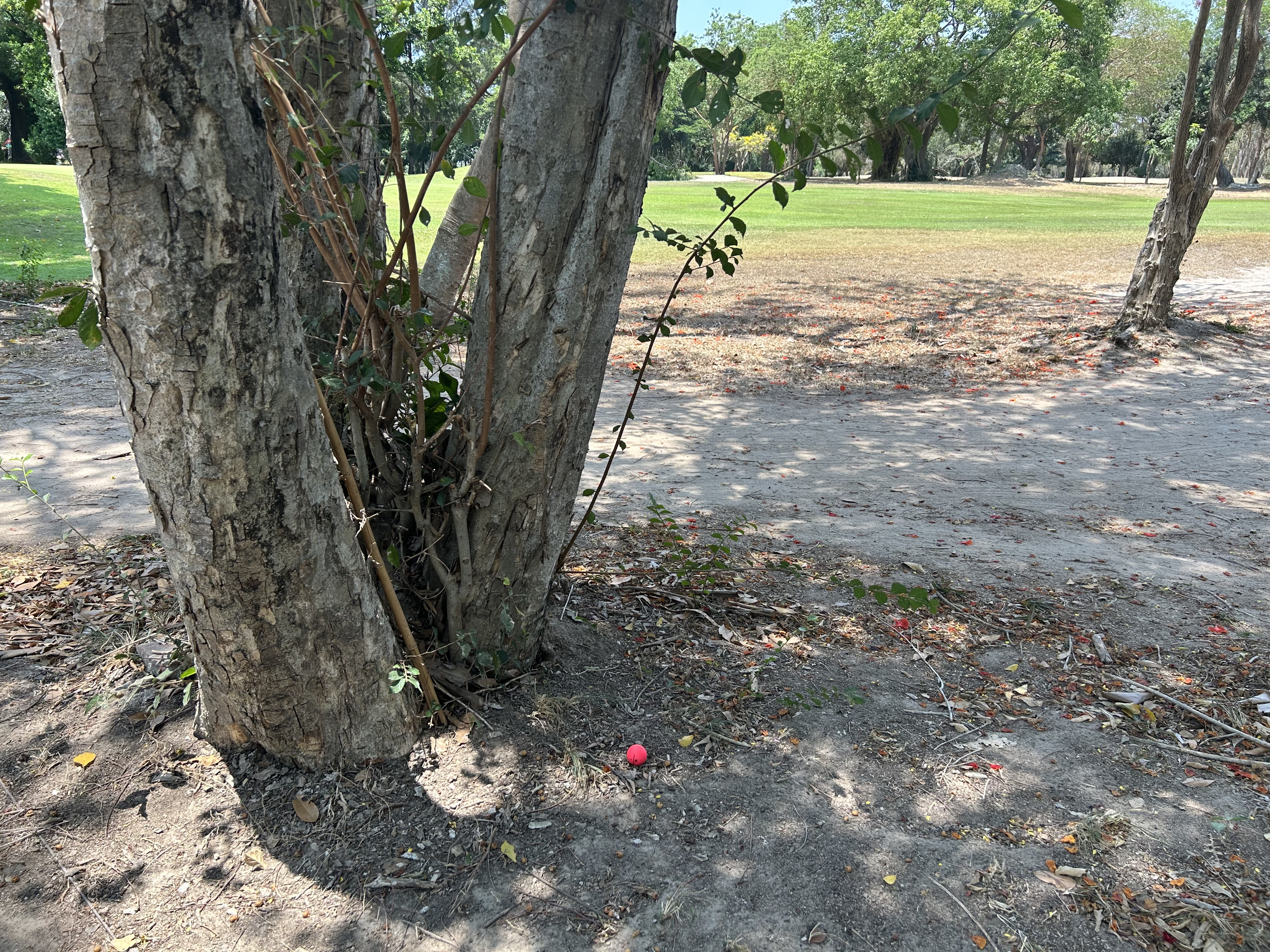 Le fairway n’est pas loin. Un bon putt à droite de l’arbre et en place pour une approche.