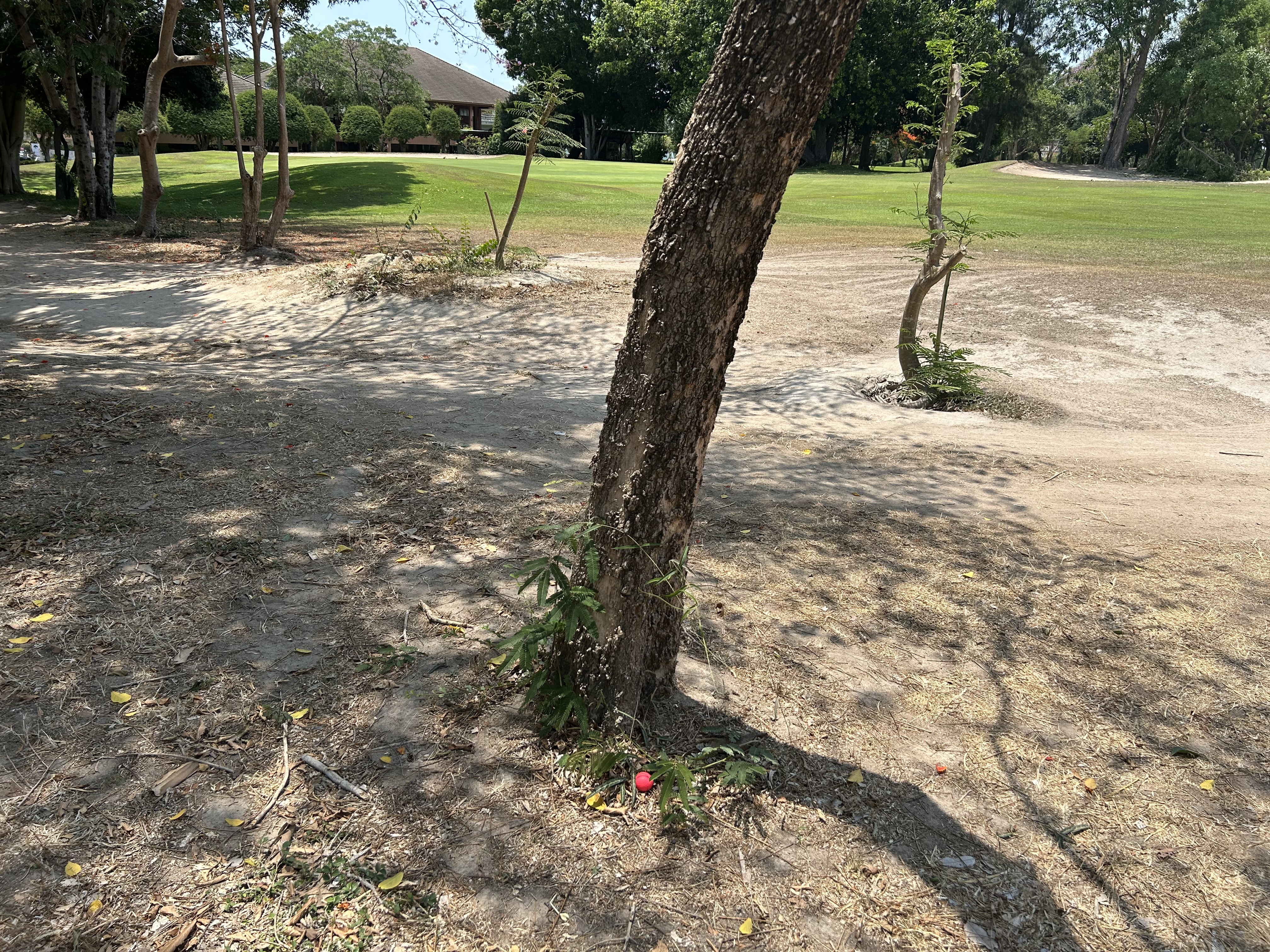 Le Green est à gauche, mon putter me permettra de me recentrer en passant à droite de l'arbre, en bonne position pour une approche.