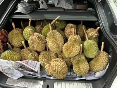 Une amie nous apporte un plein coffre de durian. Quel cadeau !